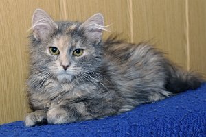 Hera