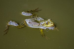 Żaba śmieszka