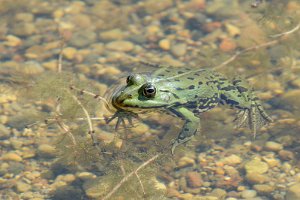 Żaba wodna