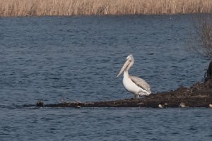 pelikany