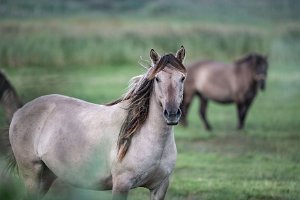 Konik polski