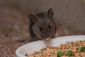 Mysz domowa