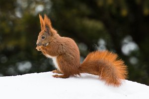 Wiewiórki