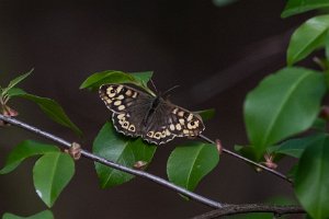 Osadnik egeria