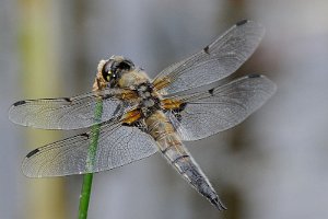 Ważka czteroplamna